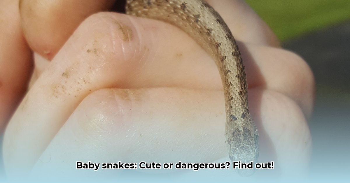 baby-snake-identification-guide